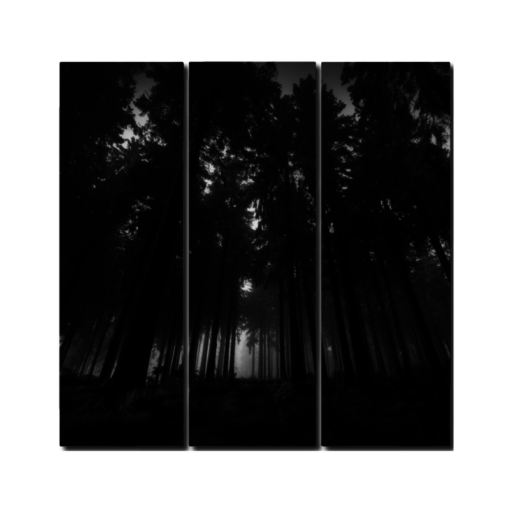 BlackKaps.com Black Kaps - Dark Forest by Nic Angel Print on Acrylic Triptych - Front